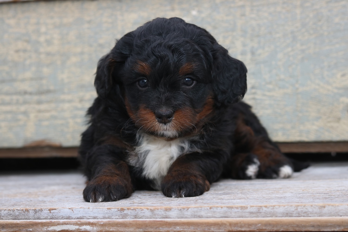 Female Tri Colored Mini Berendoodle 0791