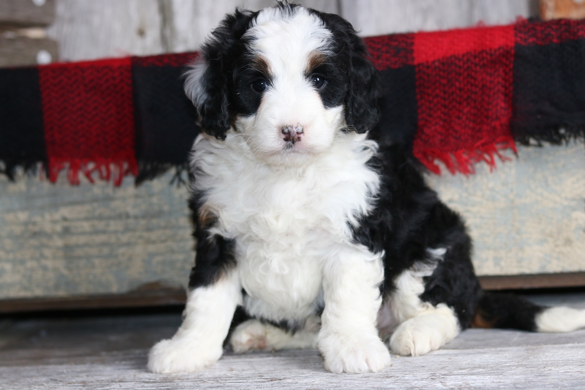 female black tri mini bernedoodle