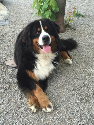 This is our big European imported boy, Djengo ! Bernese Mountain Dog